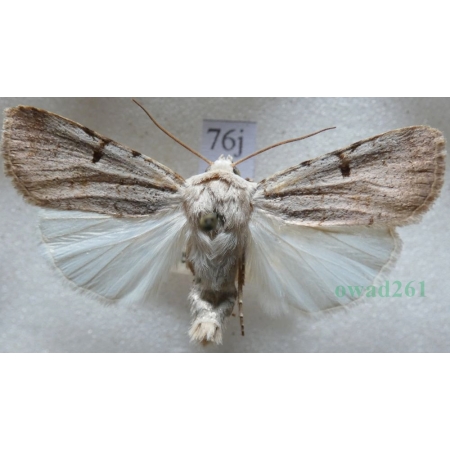 Chersotis margaritacea (de Villers, 1789) Czech76j